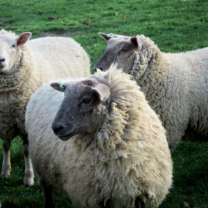 Laine de mouton